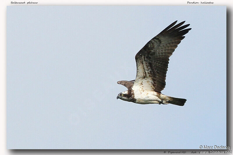 Western Osprey, Flight