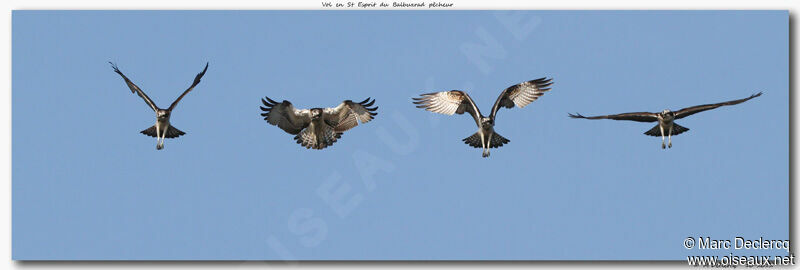 Western Osprey, identification, Flight, Behaviour