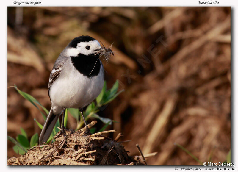 White Wagtailadult, Reproduction-nesting
