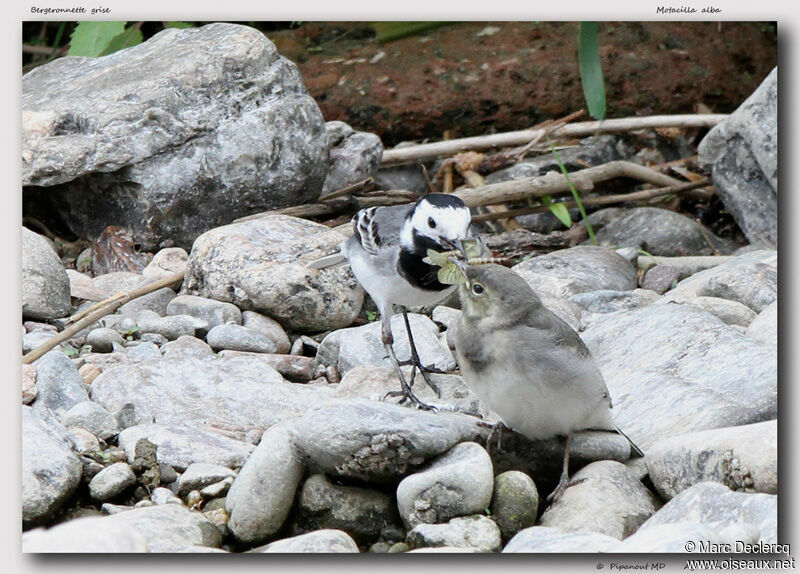 White Wagtailjuvenile, identification, feeding habits, Behaviour