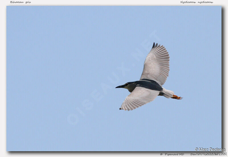 Black-crowned Night Heron, Flight