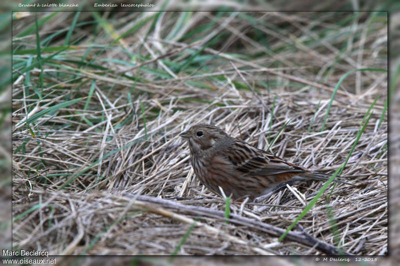 Pine Bunting male First year, identification
