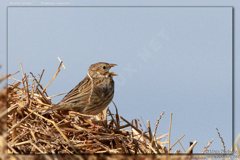 Corn Bunting male, identification, song
