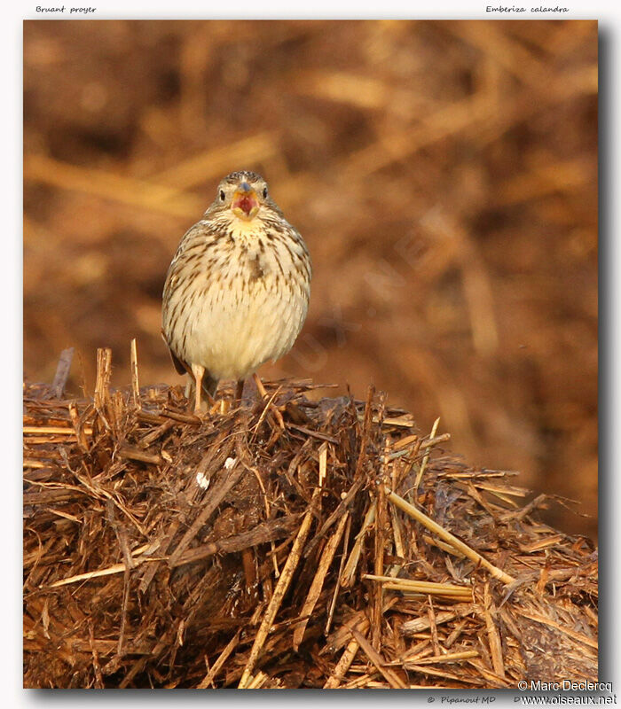 Corn Bunting male, identification, song