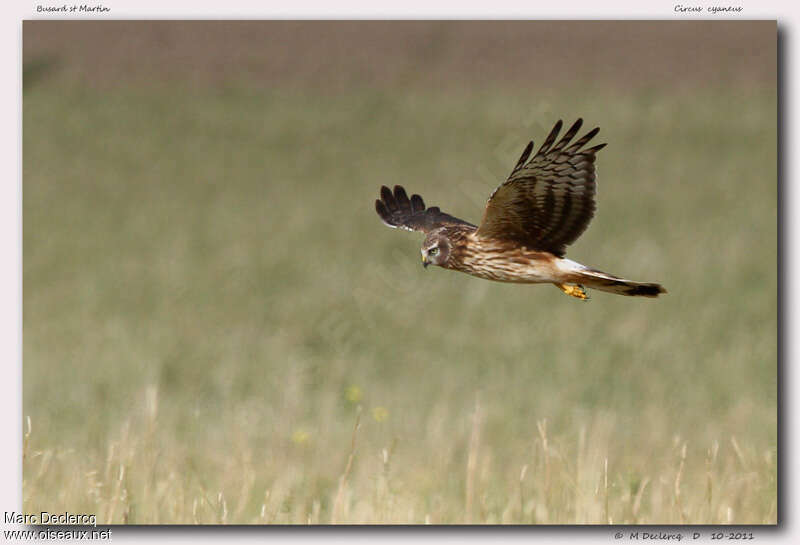 Hen Harrier female adult, identification, Flight