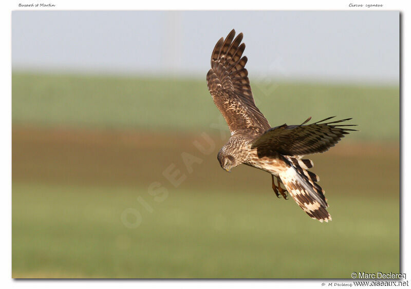 Hen Harrier, Flight