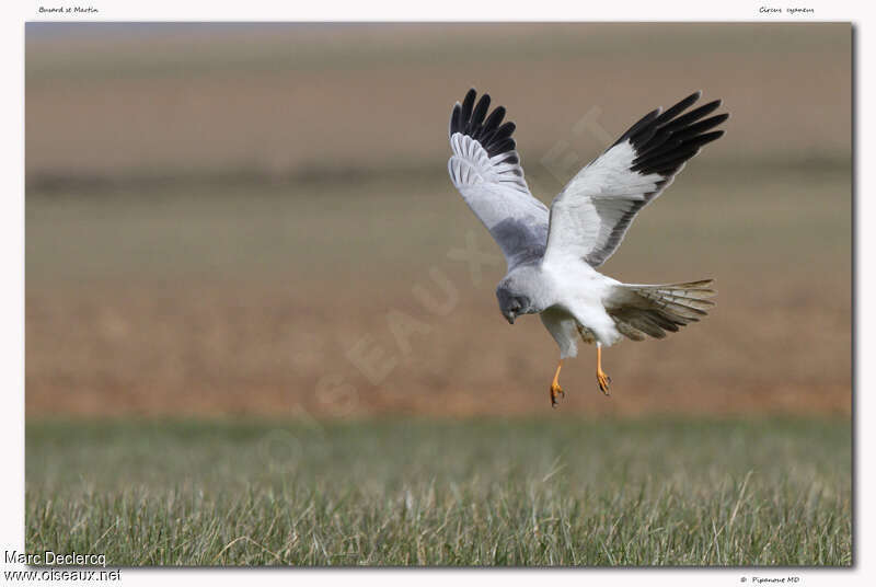 Hen Harrier male adult, pigmentation, Flight, fishing/hunting