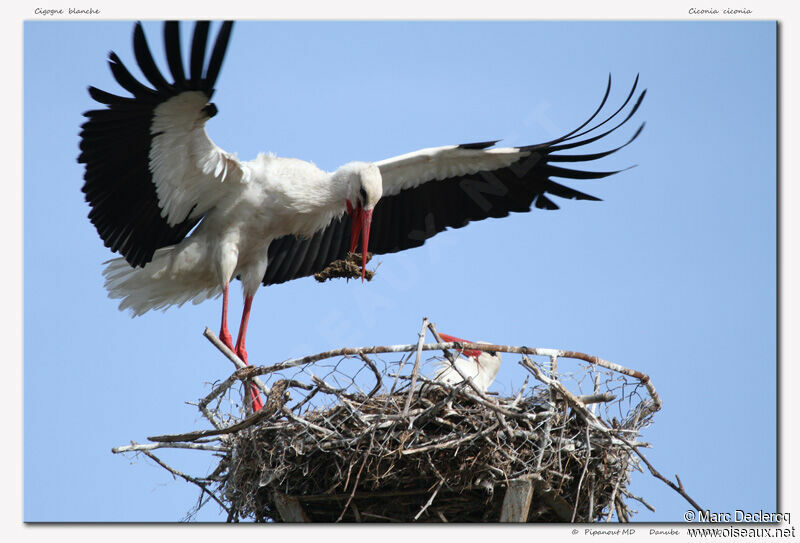 White Stork, Reproduction-nesting, Behaviour