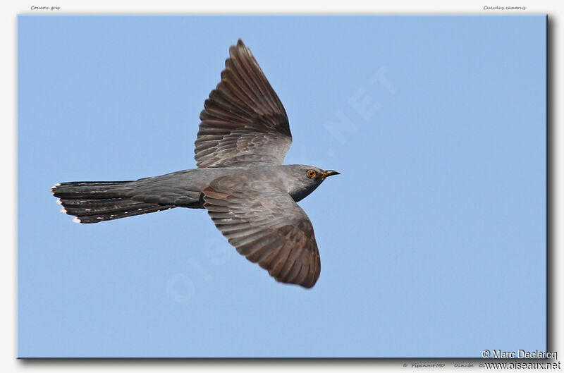 Common Cuckoo, Flight