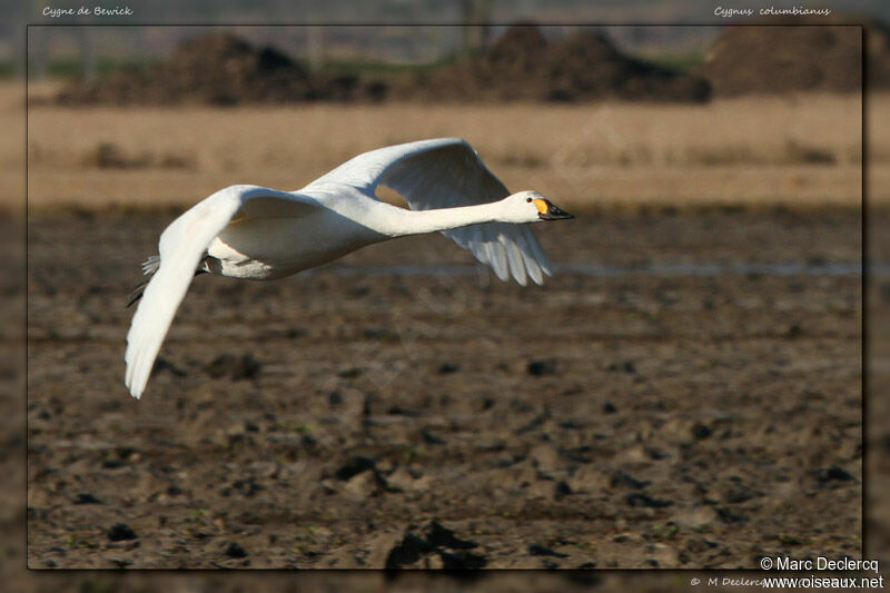 Tundra Swan, Flight