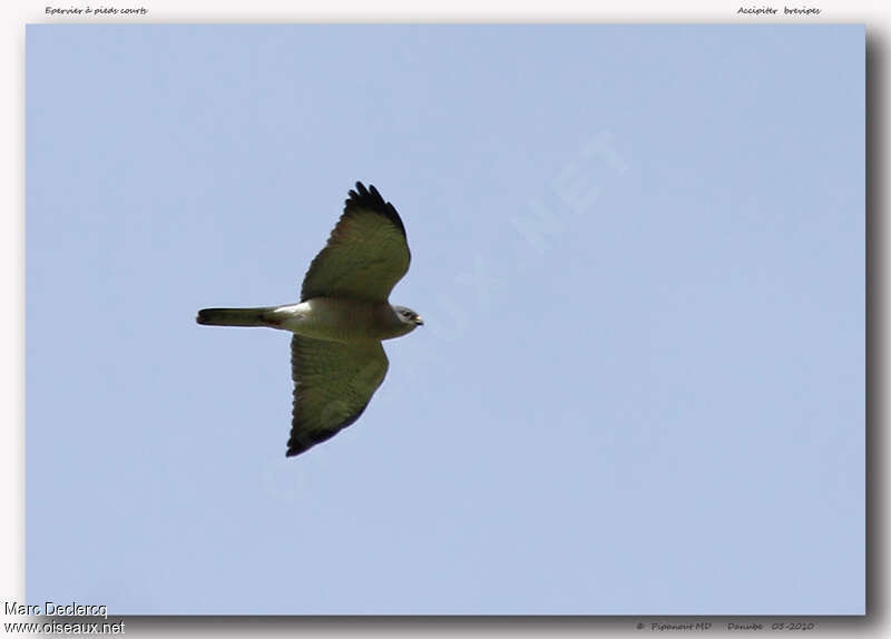 Levant Sparrowhawkadult, Flight