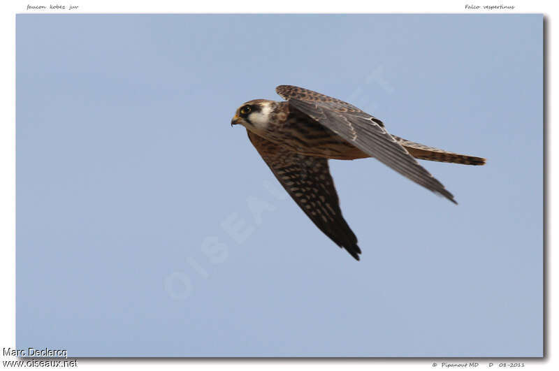 Red-footed FalconFirst year, Flight
