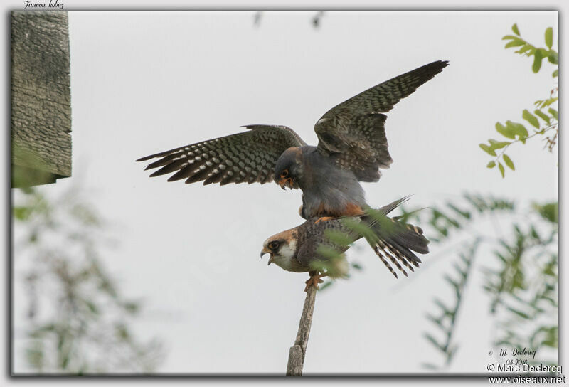 Red-footed Falcon, mating.