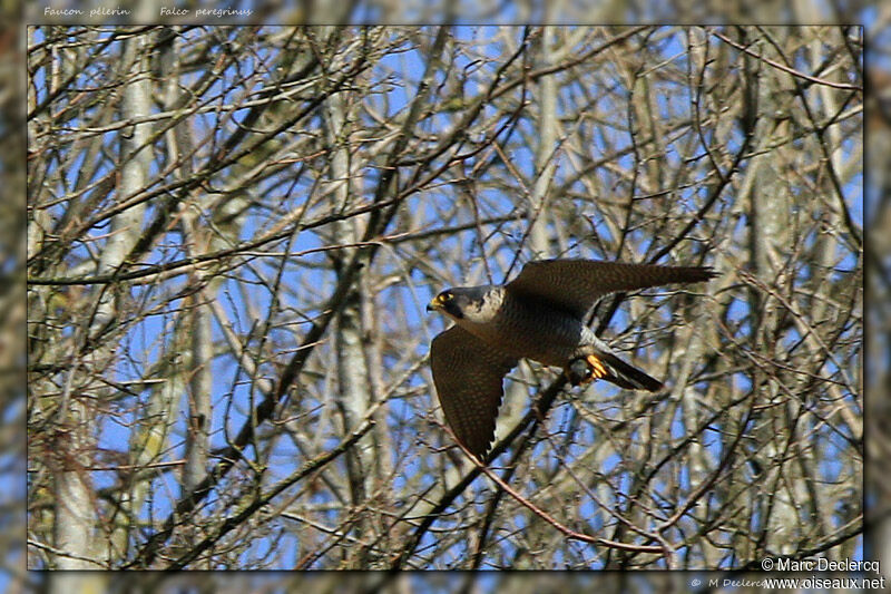 Peregrine Falcon, identification, Flight, feeding habits, song