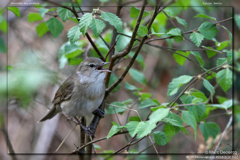 Garden Warbler, identification, song