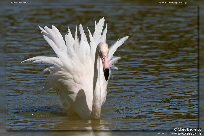 Greater Flamingo, identification, Behaviour
