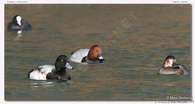 Greater Scaup, identification