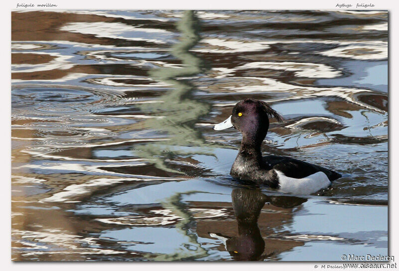 Tufted Duck, identification