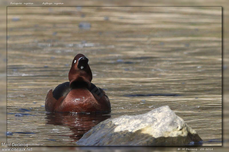 Ferruginous Duck male adult, pigmentation, courting display, Behaviour