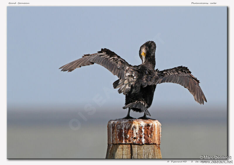 Great Cormorant, Behaviour