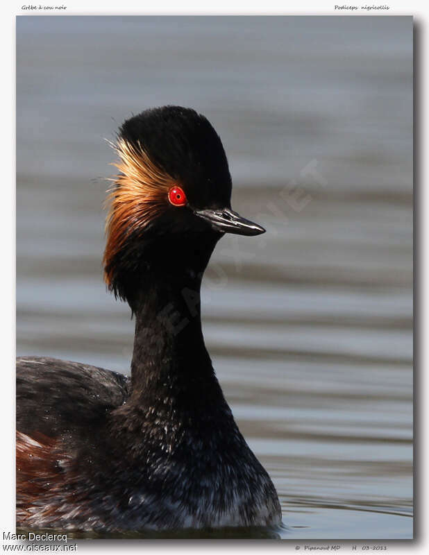 Black-necked Grebeadult breeding, close-up portrait
