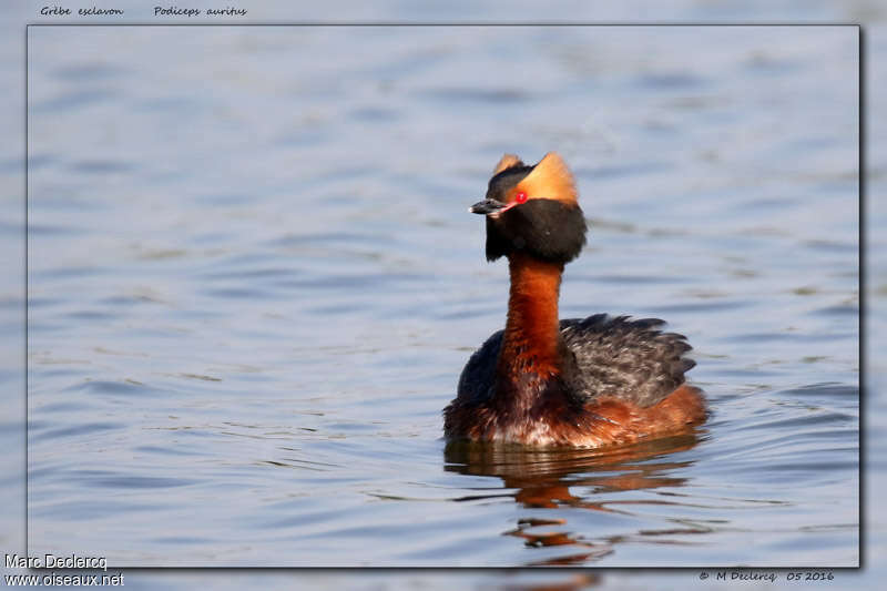 Horned Grebe, courting display
