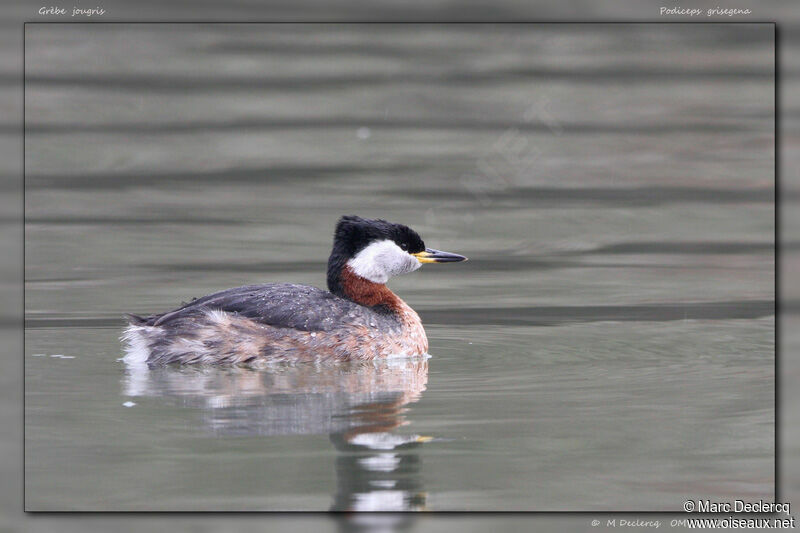 Red-necked Grebe, identification