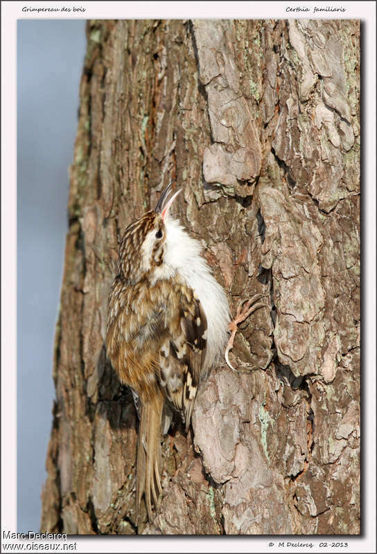 Eurasian Treecreeper male adult, pigmentation, song