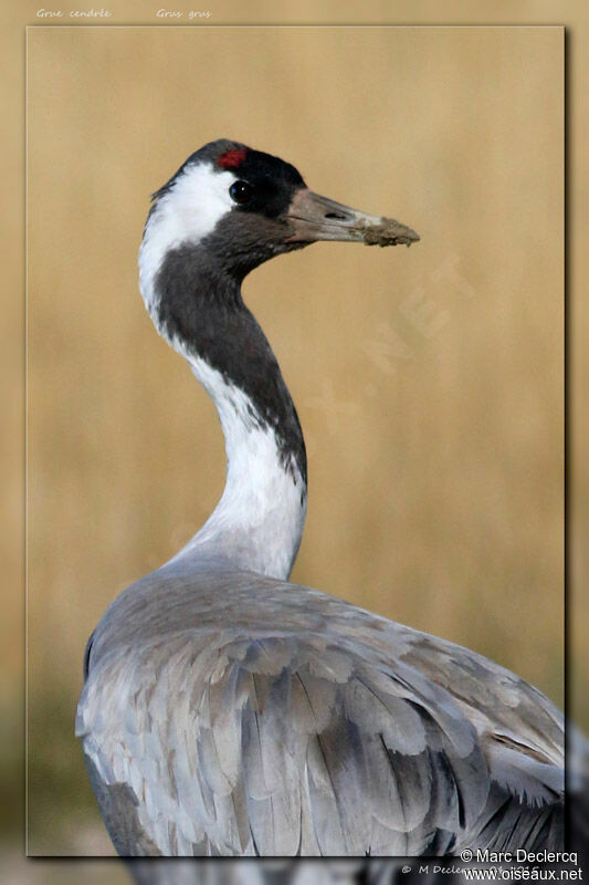 Common Crane, identification