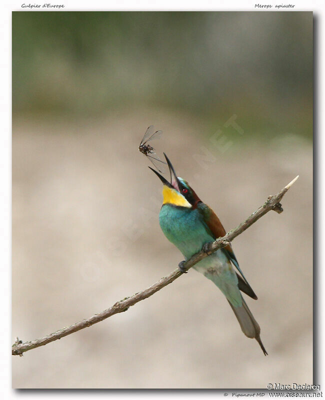 European Bee-eater, identification, feeding habits