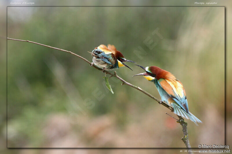 European Bee-eater, identification, Behaviour