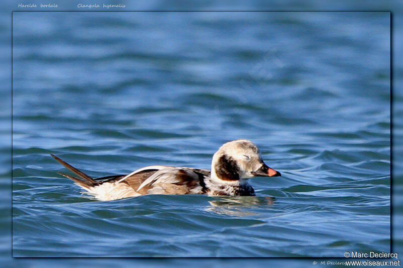 Long-tailed Duck, identification