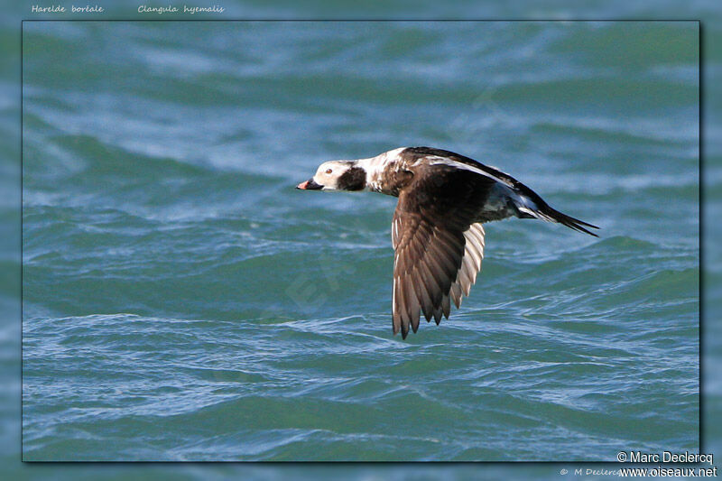 Long-tailed Duckadult, Flight