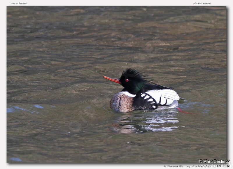 Red-breasted Merganser male adult, identification