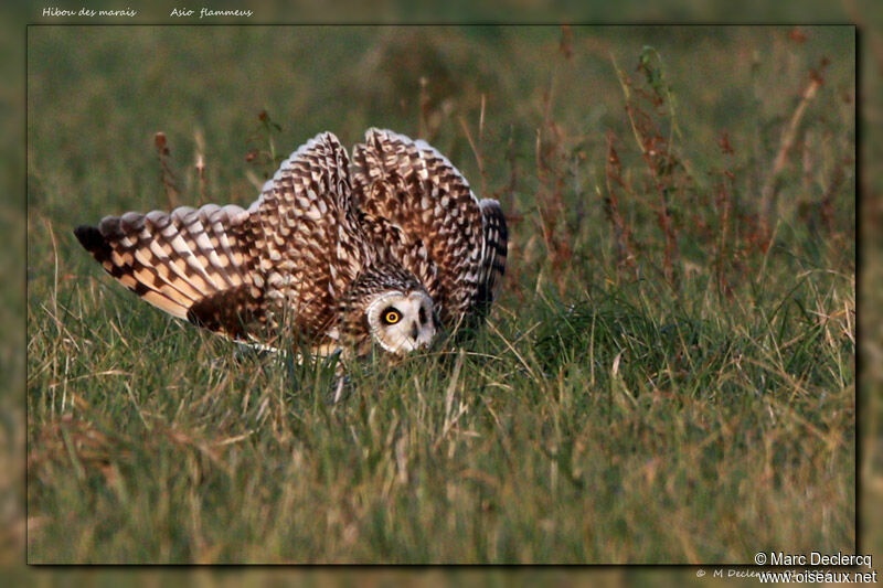 Short-eared Owl, identification, Behaviour