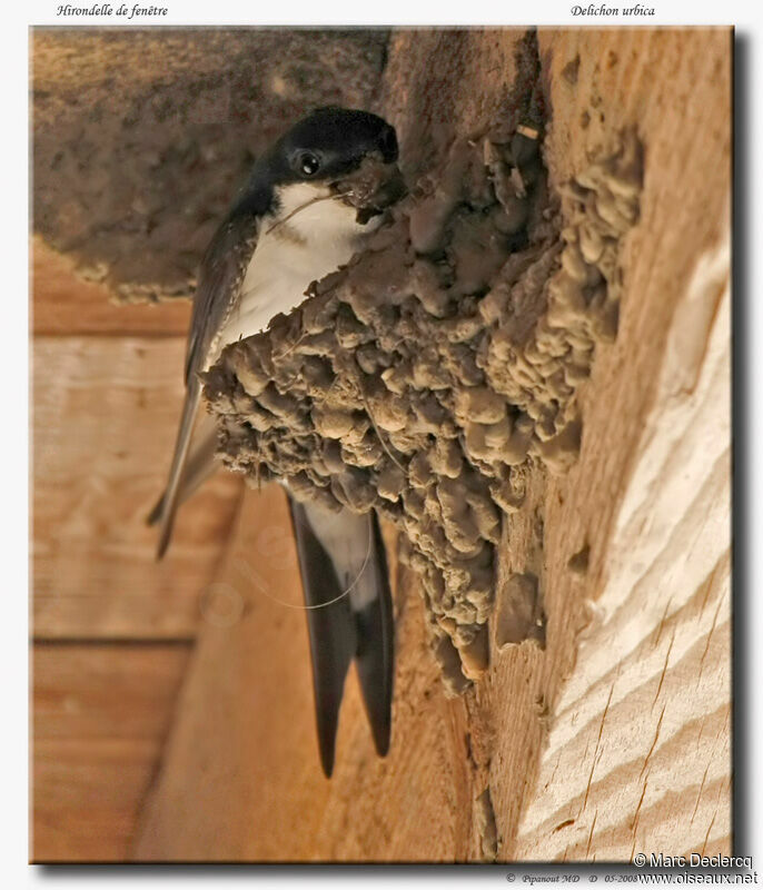 Western House Martinadult, Reproduction-nesting