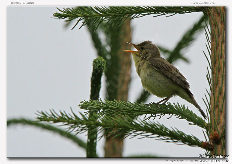 Melodious Warbler, identification, song