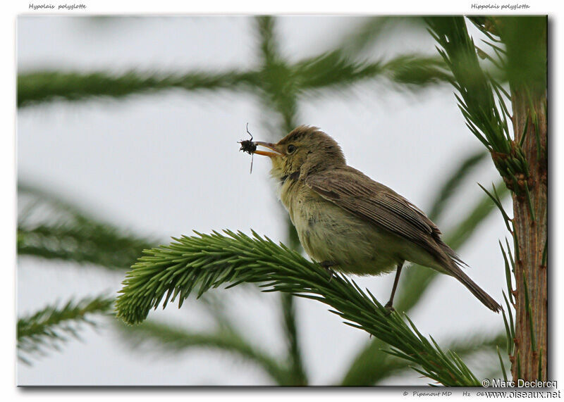 Melodious Warbler, identification, feeding habits