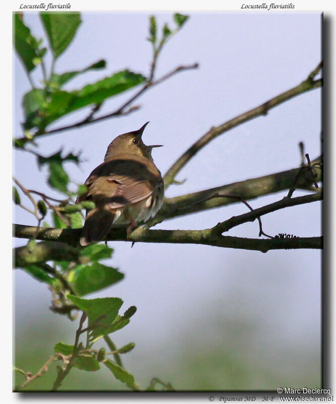River Warbler, identification, song