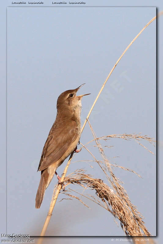 Savi's Warbler male adult, song