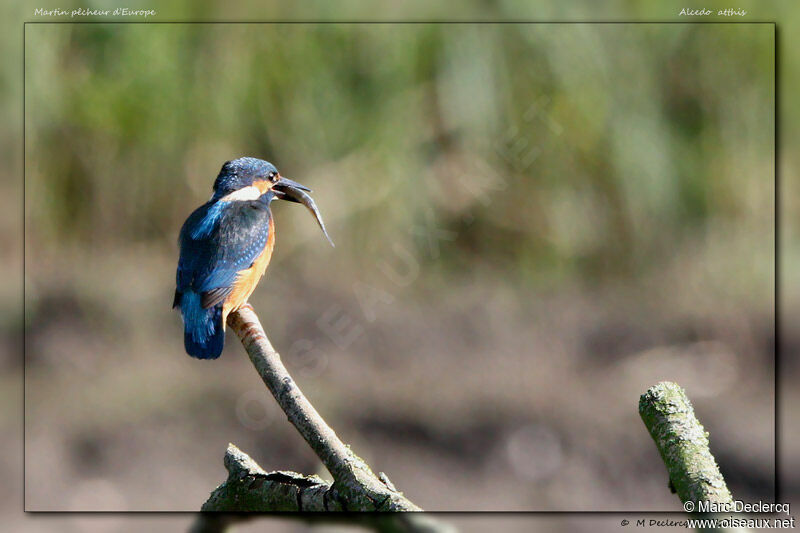 Common Kingfisher, identification, feeding habits