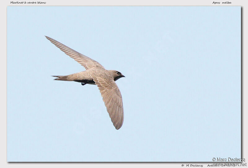 Alpine Swift, Flight