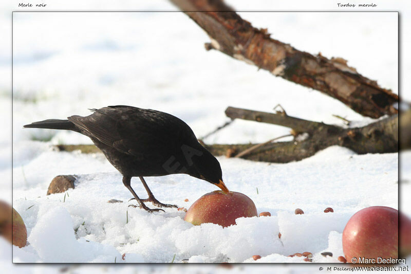 Common Blackbird, identification, feeding habits