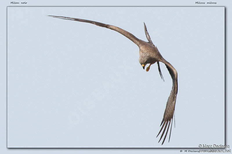 Black Kite, identification