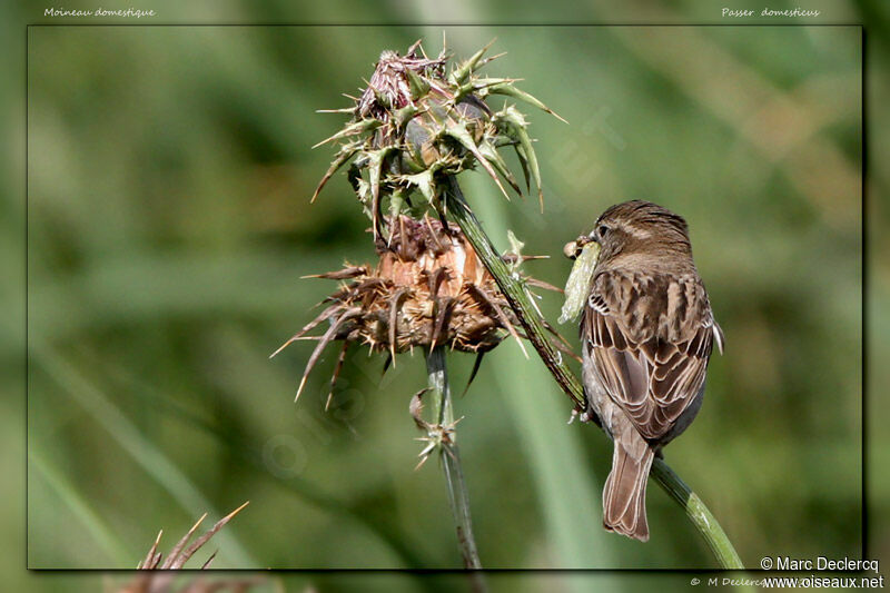 House Sparrow, identification, feeding habits, Behaviour
