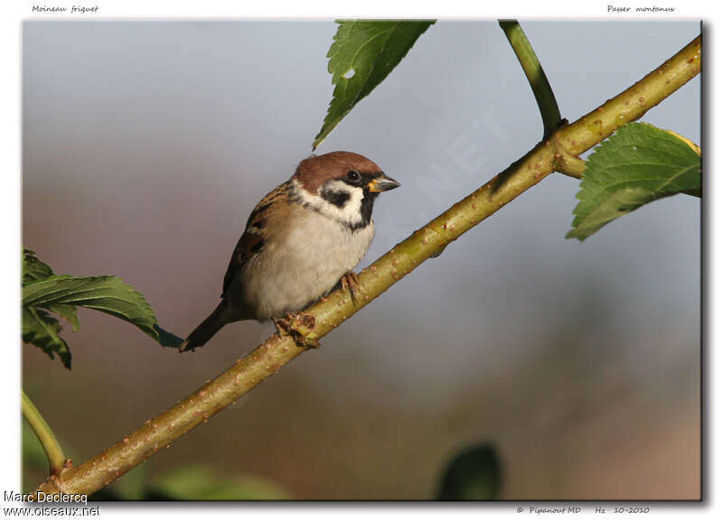 Eurasian Tree Sparrow male adult, identification