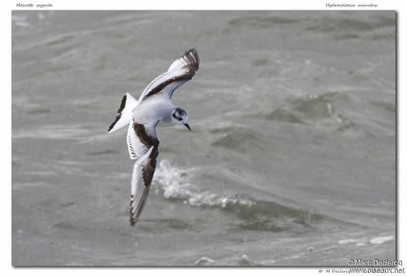 Little Gull, Flight
