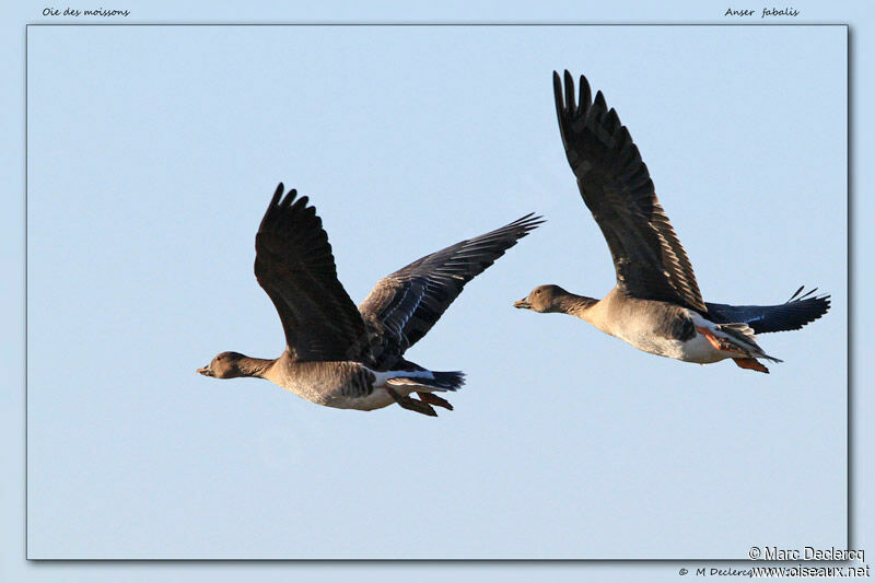Taiga Bean Goose, Flight