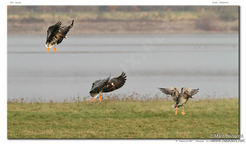 Greater White-fronted Goose, Flight