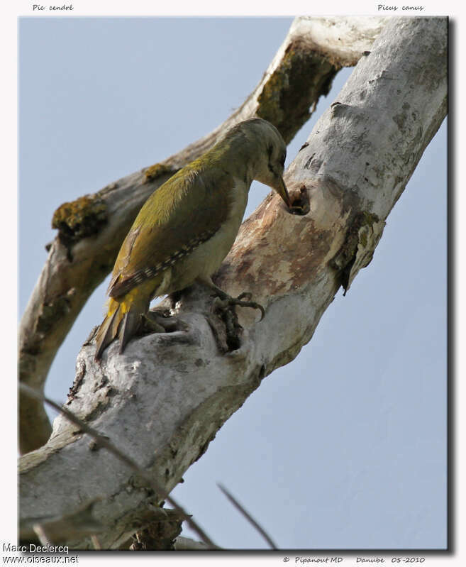 Grey-headed Woodpeckeradult breeding, Behaviour